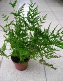 :  > Kdelnice (Pteris cretica)