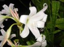 :  > Kn (Crinum)