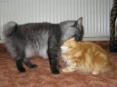 Koky:  > Kurilsk bobtail dlouhosrst (Kurilean Bobtail Longhair)