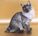 Koky:  > Kurilsk bobtail krtkosrts (Kurilean Bobtail Shorthair)