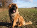 Ps plemena:  > Leonberger