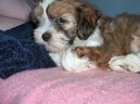 Ps plemena:  > Lhasa (Lhasa Apso)