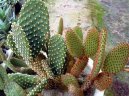 :  > Opuncie (Opuntia)