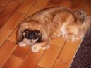 :  > Pekingsk palcov psk, pekinz (Pekingese, Pekinese, Peking Palasthound)