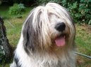 Ps plemena:  > Polsk ovk ninn (Polish Lowland Sheepdog)