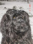 :  > Portugalsk vodn pes (Portuguese Water Dog)