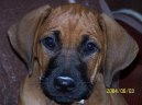 Rhodsk ridgeback, Rhodzsk ridgeback