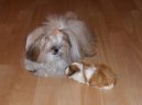 Ps plemena:  > Shi-tzu (Shih-Tzu)