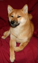 Ps plemena:  > Shiba (Shiba Inu)