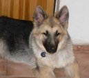 Ps plemena:  > Shilohsk ovk (Shiloh shepherd)