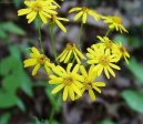 Pokojov rostliny:  > Starek Rowlev (Senecio rowleyanus)