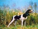 Ps plemena:  > vcarsk honi (Schweizer Laufhund - Chien Courant Suisse, Swiss Hound)