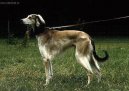 Ps plemena:  > Tazy (Tasy, Mid-Asiatic Borzoi)