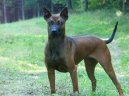 Fotky: Thajsk ridgeback (foto, obrazky)