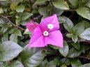 Pokojov rostliny:  > Trojatov kvt, bugnvilea (Bougainvillea glabra)