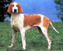 Ps plemena:  > Velk francouzsko-anglick blo-oranov honi (Great Anglo-French White and Orange Hound)