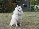 Ps plemena:  > Nmeck pic velk (Deutscher spitz - Grossspitz, German Spitz  Giant Spitz)