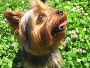 :  > Yorkrsk terier (Yorkshire Terrier)