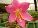 Zephyranthes