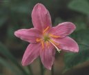 Zephyranthes