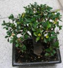 Pokojov rostliny:  > Zimostrz (Buxus Harlandii)