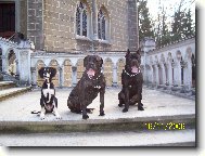 Cane corso + Saluki