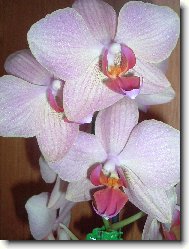 Orchidej