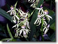 Encyclia Green Hornet