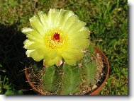 Notocactus