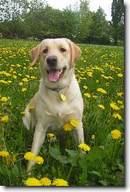 Labrador retriever-Brita