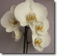 phalanopsis