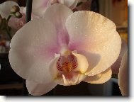 Phalenopsis