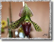 Paphiopedilum