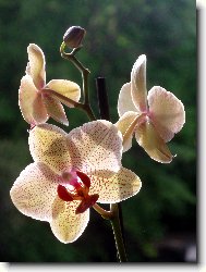 Phalaenopsis