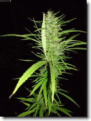 cannabis sativa