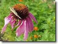 Echinacea