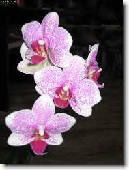 Phalaenopsis Pink