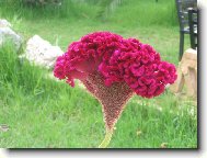 Celosia cristana Bombay Fire