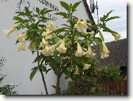 Datura