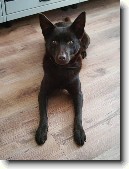 Australsk kelpie