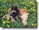 Leonberger