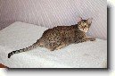 Ocicat koka