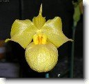 Pafiopedilum, stevinkovec