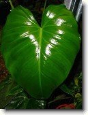 Filodendron