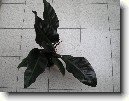 Filodendron