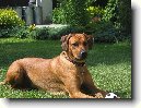 Rhodsk ridgeback, Rhodzsk ridgeback