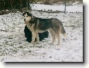 Sibisk husky