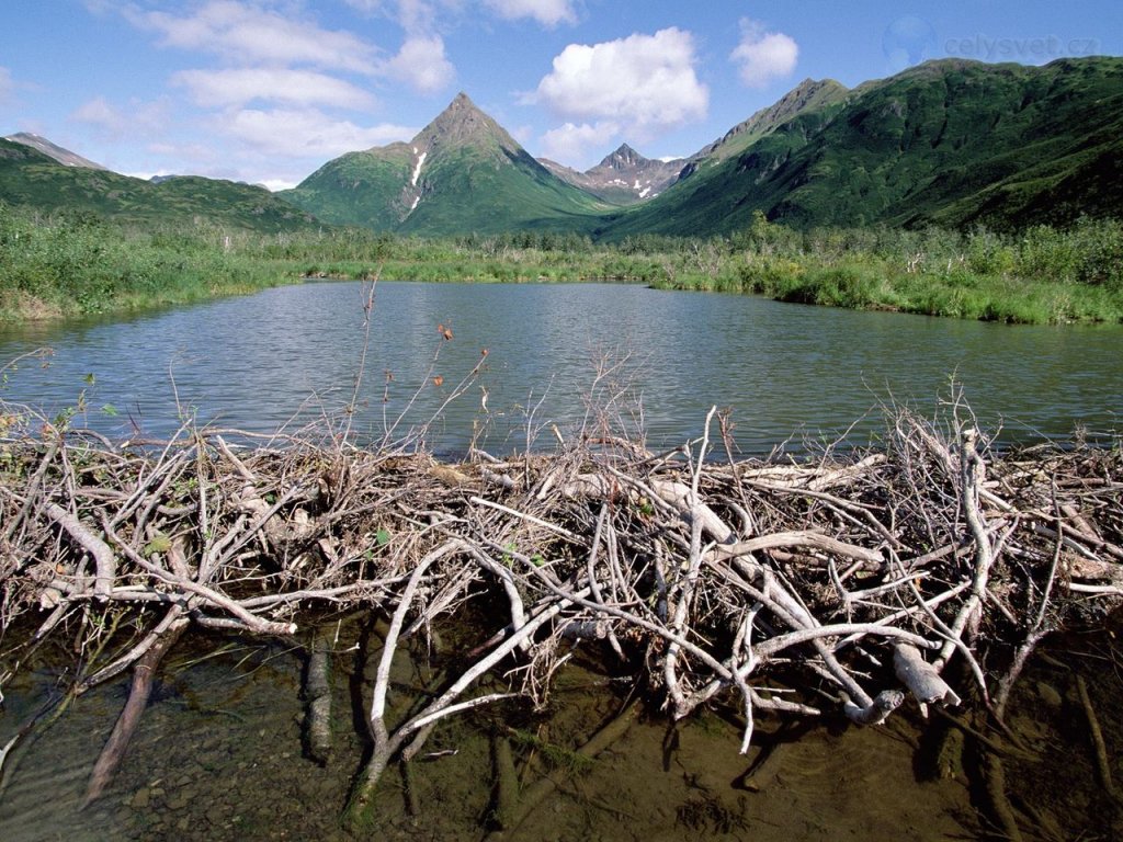 Foto: Beaver Dam, Tikchik State Park, Alaska