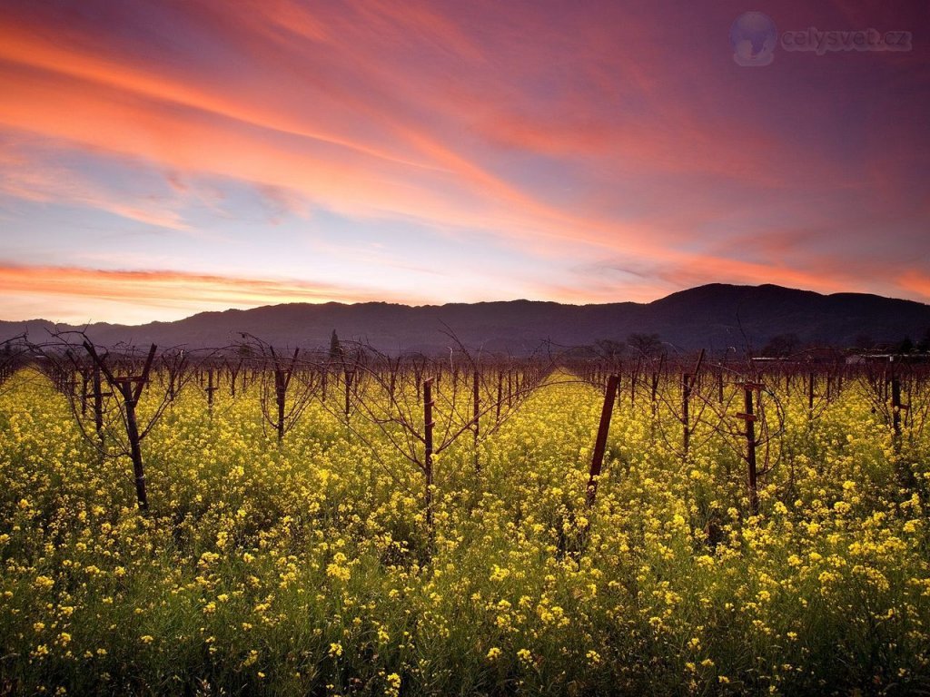 Foto: Sunset And Wild Mustard, Napa Valley Vineyards, California