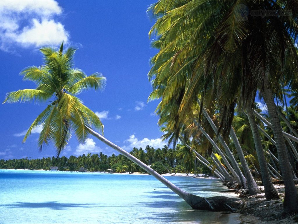 Foto: Leaning Palm Tree, Tahiti